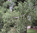 Cupressus Arizonica